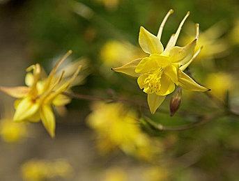 宝可梦社宣布2月27日举行直播节目 届时公布新游戏情报